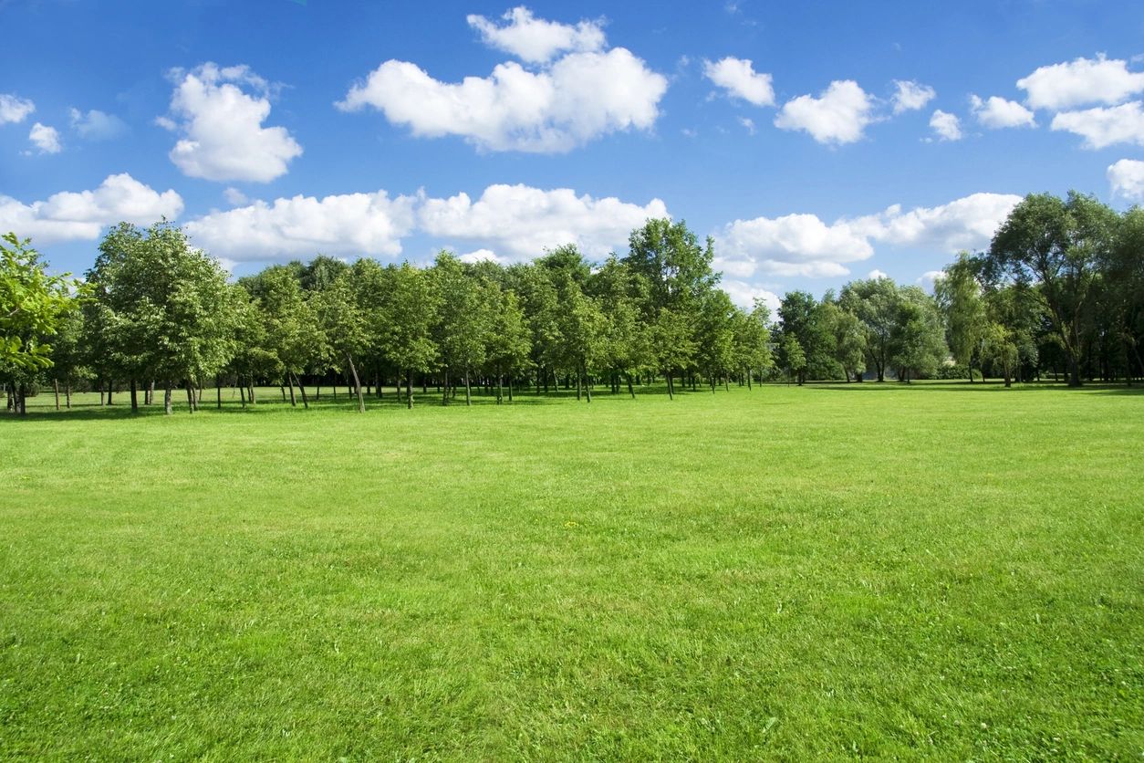 A field with trees and clouds in the background.